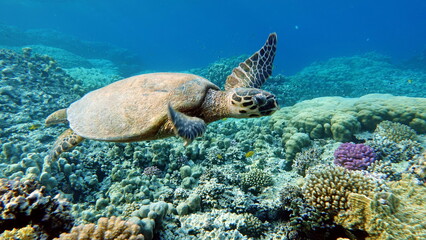 Plakat Sea turtles . Great Reef Turtle .Bissa.