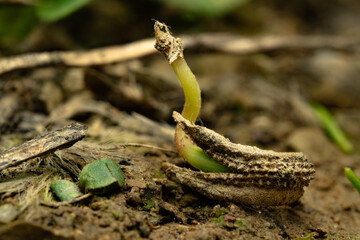 Keimender Blumensamen