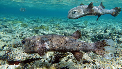 Fototapeta premium Fish-hedgehogs. Long-spiked hedgehog fish - grows up to 92 cm, feeds on sea urchins and crabs, hunts mainly at night.