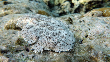 Moses sole. Marble salt, this small salt grows up to 26 cm. Inhabitant on the sandy bottom. It feeds on small benthic invertebrates, crustaceans, and mollusks.
