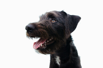 Profile furry puppy dog showing its teeth. side view isolated on white background.