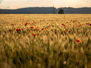 Agricultural grain field with red poppies during sunset.