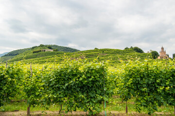 Fototapeta na wymiar View on Col San Martino among the Prosecco vineyards in Valdobbiadene, Treviso Italy