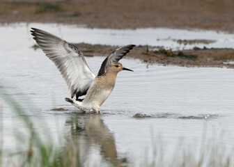 Young ruff runs in footsteps of an opponent