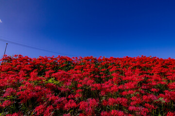 愛知県のヒガンバナが咲く風景