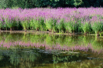 field of lavender purple flowers at pond