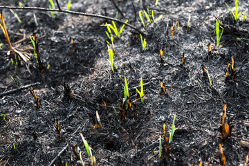 Green young grasses grow from ash-covered burnt soil.