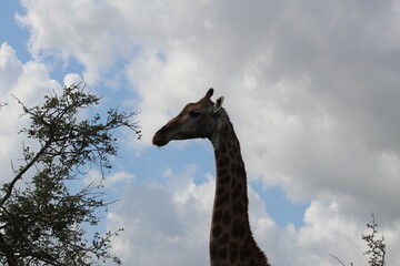 Photo taken in Kruger National Park