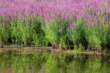 field of lavender purple flowers at pond