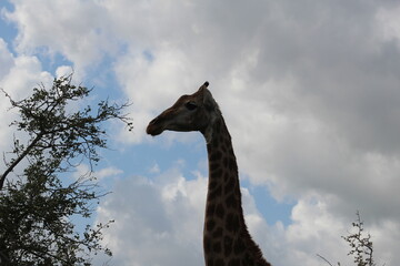 Photo taken in Kruger National Park