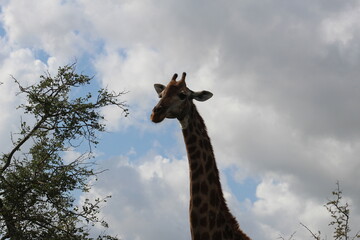 Photo taken in Kruger National Park