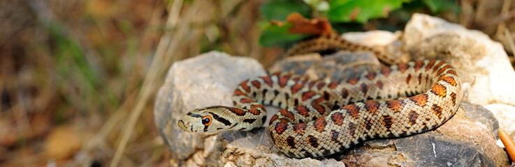 Leopard snake from Greece / Leopardnatter (Zamenis situla) aus Griechenland