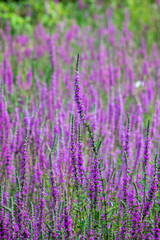 field of lavender purple flowers 