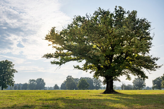 A single magnificent oak tree stands on a green meadow in the sunlight of late summer.