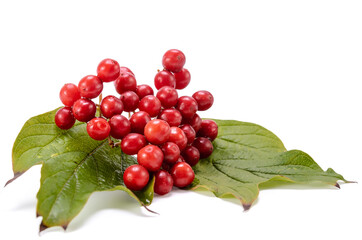 fruits of viburnum