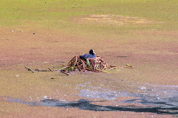 bird nest on top of pond
