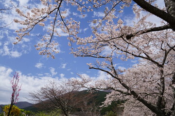 桜と空のコラボ