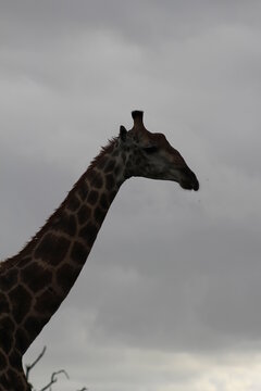 Photo taken in Kruger National Park