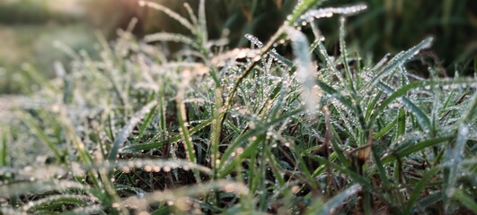 HD Image Natural Grass