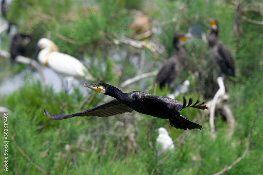 Wall mural fliegender kormoran (phalacrocorax carbo) - flying great cormorant