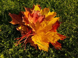 Close-up of red and yellow maple leaves in a bouquet on a green lawn in the bright light of the autumn sun.