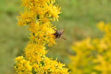 bee on yellow flower