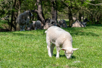 Lambs grazing in open pasture