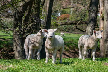 Obraz na płótnie Canvas Lambs grazing in open pasture