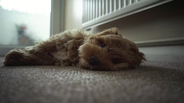 A Cute Cockapoo Dog Lying On The Floor At Home - close up