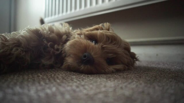 The Fury Cute Cockapoo Dog Laying On The Floor Caressed By The Owner Using Hand - Close Up Shot
