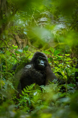 Portrait of a mountain gorilla (Gorilla beringei beringei), Bwindi Impenetrable Forest National Park, Uganda.