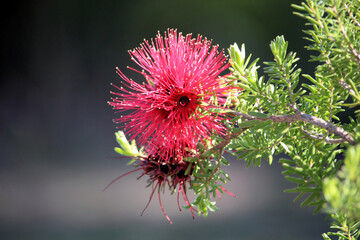 Scarlet Kunzea (Kunzea baxteri) inflorescence, South Australia