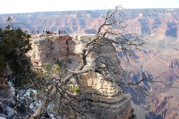 Lonely looking tree, grand canyon