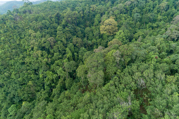 Fototapeta na wymiar Aerial high angle view top down rainforest trees Ecosystem and healthy environment background Beautiful image amazing nature for background.