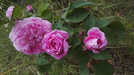 rose bush