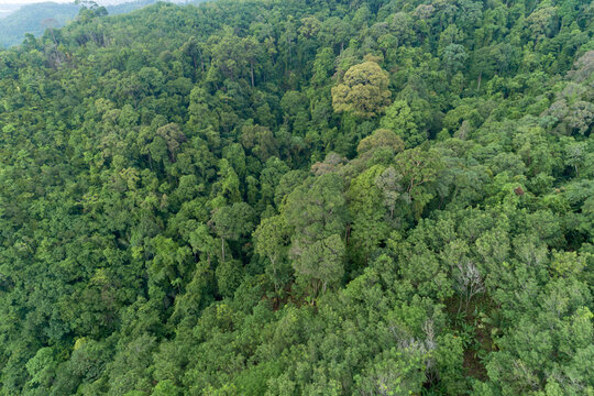 Aerial high angle view top down rainforest trees Ecosystem and healthy environment background Beautiful image amazing nature for background.