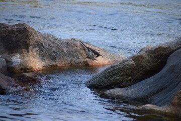 Bird ready for action