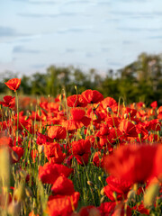 Close up in poppy field and sun. Remembrance day