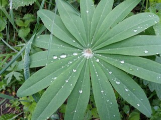 dew on grass leaves