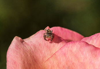 Jumping Spider on a Red Rose Petal