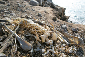 Bones of a dead pelican in an abandoned prison.