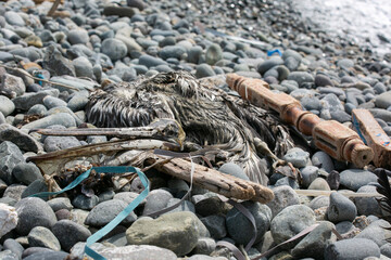 Dead bird on rocky beach in the Pacific Ocean. death and environmental destruction. pollution of the planet