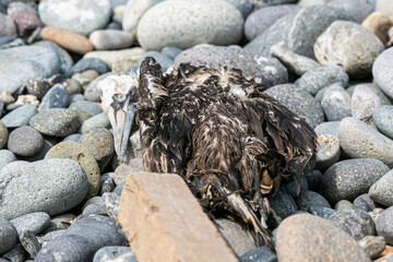 Dead bird on rocky beach in the Pacific Ocean. death and environmental destruction. pollution of the planet