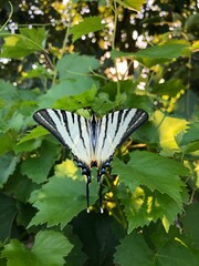 butterfly on a flower