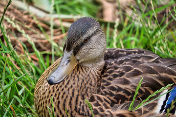 Duck at the park in Devon