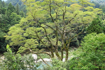 東京奥多摩　大自然