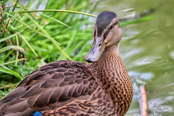 Duck at the park in Devon