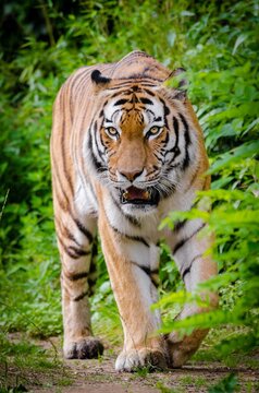 tiger in the wild