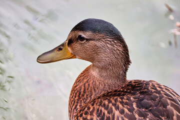 Duck at the park in Devon