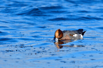 Pfeifente an der Ostsee (Mareca penelope)	
